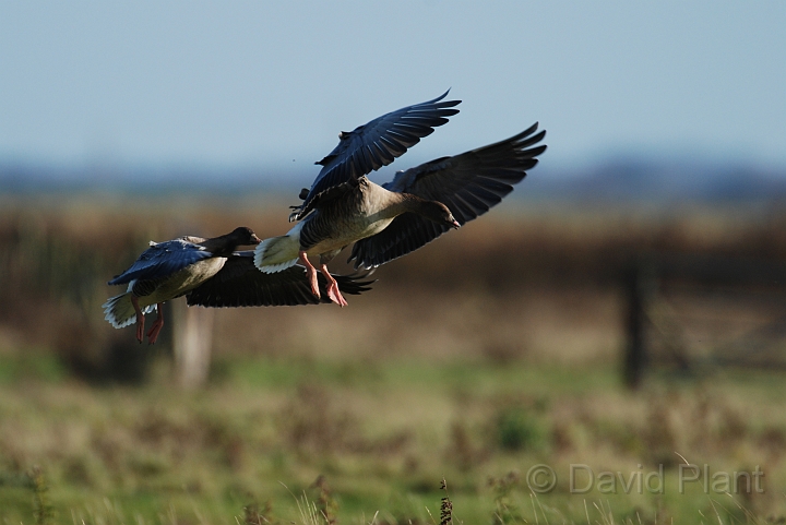 Pink-footed geese pair landing - J.jpg - Pink-footed geese pair landing - Norfolk